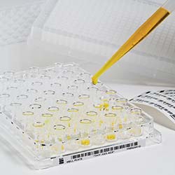 Microplates in a tray.