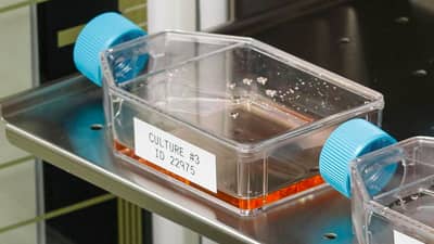 Flasks with Brady temperature resistant labels being readied for incubation.