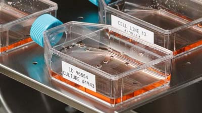 Flasks with Brady temperature and chemical resistant labels being readied for incubation.